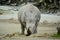 White rhinocerosÂ orÂ square-lipped rhinocerosÂ Ceratotherium simum is the largest extant species ofÂ rhinoceros.Â 